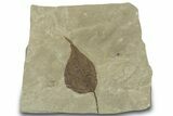Detailed Fossil Leaf (Populus) - Green River Formation, Utah #323398-1